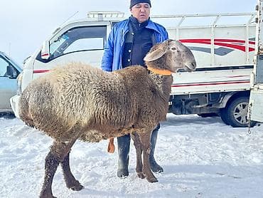 Үй жаныбарлары үчүн товарлар: Сатам | Ургаачы кой (ургаачы) | Көбөйтүү үчүн | Ургаачы — 1