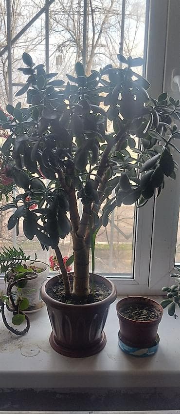 денежное дерево цветы: Денежное дерево — 1
