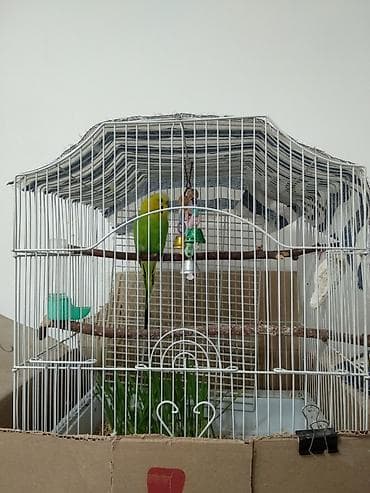 кел кел: Волнистый попугай 3 года. В комплекте с просторной клеткой и — 4