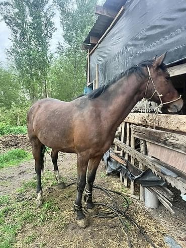 жалал абад ит: Сатам | Жылкы (эркек) | Жумушка — 6