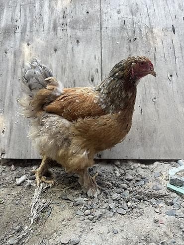 Продаю | Инкубационные яйца | Брама | Для разведения