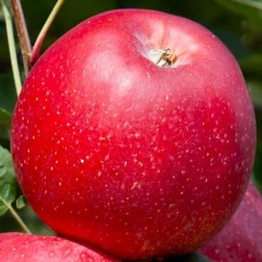 продукты для суши оптом: Саженцы плодовых деревьев. Алмурут көчөттөрүнө заказ алып жатабыз! 📅 — 4