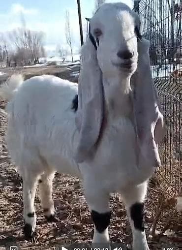 коза заненская: Продаю | Коза (самка) | Камори | Для молока — 4