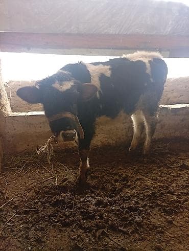 Продам с/х животных: Продаю | Тёлка | Полукровка | На откорм | Привязанные — 1