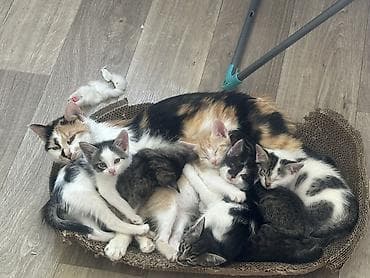 коты бесплатные: Отдаются даром котята в ответственные хорошие руки не как игрушка — 8