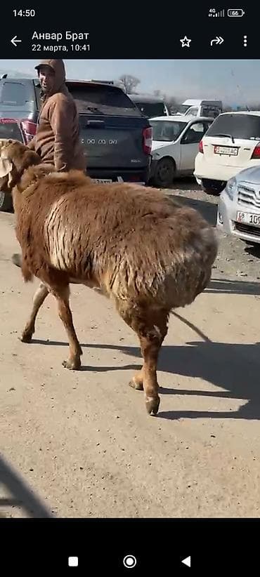 уй кой: Продаю | Баран (самец) | Для разведения | Осеменитель — 1