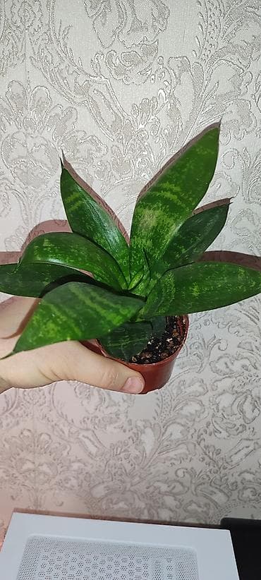 гортензия цена бишкек: Продаю комнатные цветы аглаонема трейбе - 150 сом сансиверия 100- 150 — 9