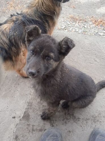 Иттер сатылат: Щенок смешанной породы Ласковая. Тявкает, к — 1