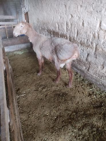 пчелы матки: Продаю | Овца (самка) | Гиссарская | Для разведения | Племенные — 5