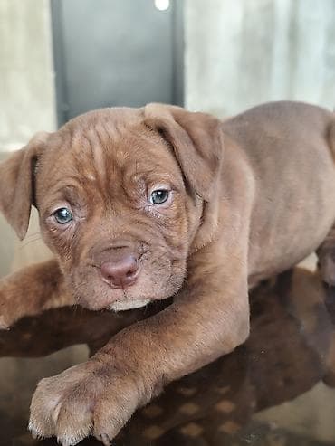 бутка для собак: Питбуль, 2 месяца, Самец — 1