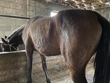 для лошадей: Продаю | Кобыла (самка) | Для разведения — 4