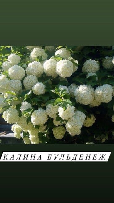 дерево орех купить: Огромный выбор кустарников! -Пузыреплодник -Айва японская - Вейгела - — 6
