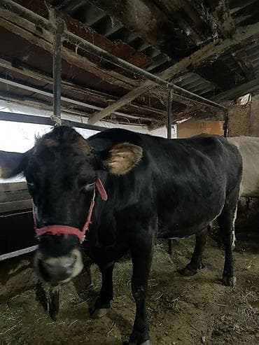 купить сокола в питомнике: Продаю | Корова (самка) — 3