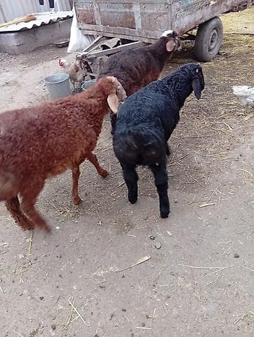 продаю кур несушек: Продаю | Овца (самка) | Полукровка | Для разведения | Матка — 7