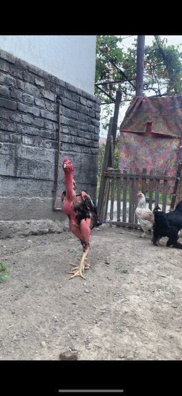 клетки для кролика: Продаю | Петух | Бойцовая | Для разведения — 1