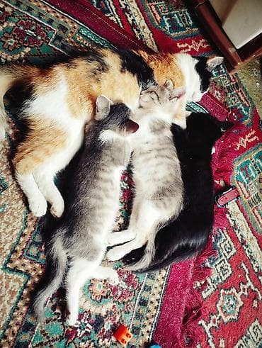 Котята домашние, от кошки-трёхцветки. - Помёт из трёх котят: два — 1