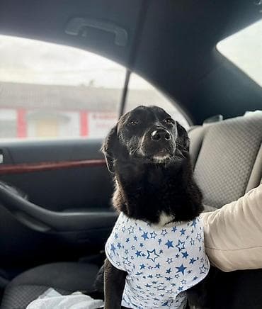 домашняя собака: Здравствуйте 🤝. Это девочка - возраст 7-месяцев . Рожать не будет — 3