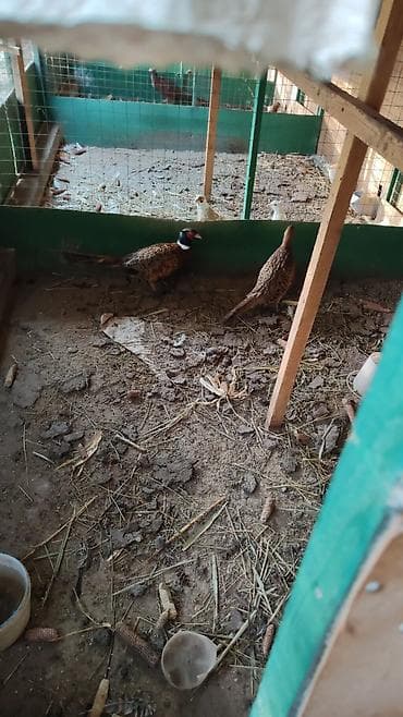 Козы, козлы: Птицы для приусадебного хозяйства. - Утка с насыщенным тёмно‑зеленым — 4