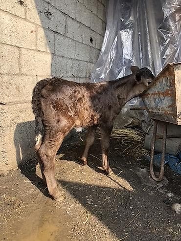 Товары и оборудование для с/х животных: Продаю | Тёлка | На откорм — 1