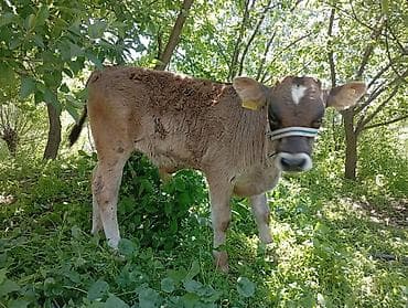 мексиканская голая собака: Продаю | Музоо, торпок | Джерсейская | Для разведения — 7