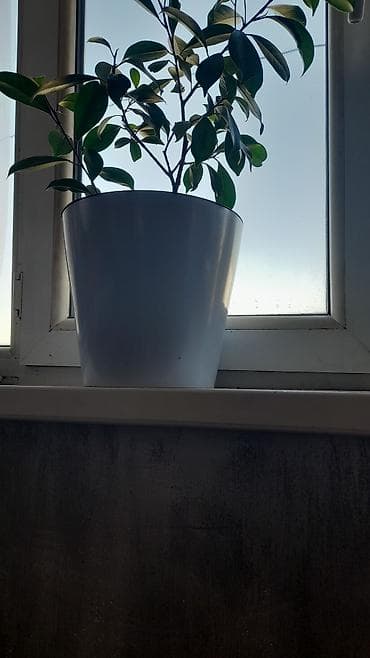 продаю котедж радуга: 12 м², Без мебели — 1