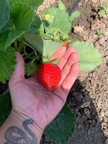 аджва финики цена: Клубника кулпунай сорт черный принц Принимаю заказы на рассаду — 3