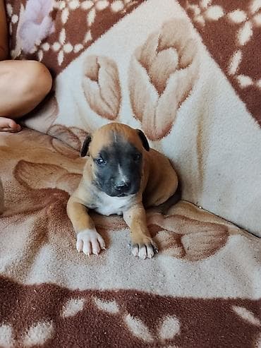 кане корсо собака цена: Питбуль, 1 месяц, Самец — 4
