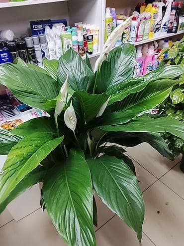 гулдор роза: Комнатные растения в горшках — подборка для дома и офиса: 1) Пахира — 4