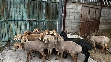 амадины цена: Продаю | Ягненок | Гиссарская | Для разведения | Ярка — 1