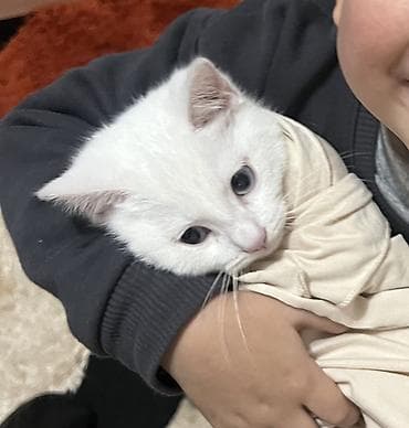 ковчег приют для животных бишкек: Ангорская, 4 месяца, Мальчик, Белый, С прививками, Приучена к лотку, Проглистована — 5