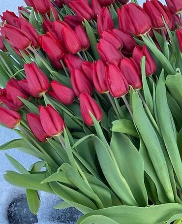 коробка оптом: Открываем бронирование 2026 г.Тюльпаны оптом самые яркие,сочные цвета — 6