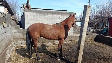 лошадь токмок: Продаю | Конь (самец) | Полукровка | Рабочий | Осеменитель — 3