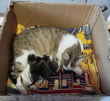 переноска купить для кошек: Беспородная, 1 год, Девочка, Приучена к лотку — 2