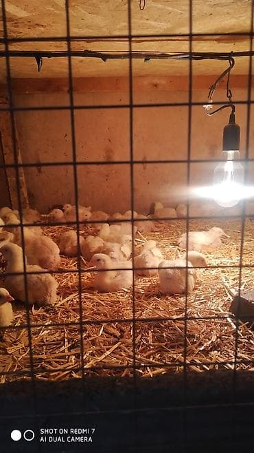 баранина туша цена: Продаю | Цыплята | Бройлерная | На забой — 1