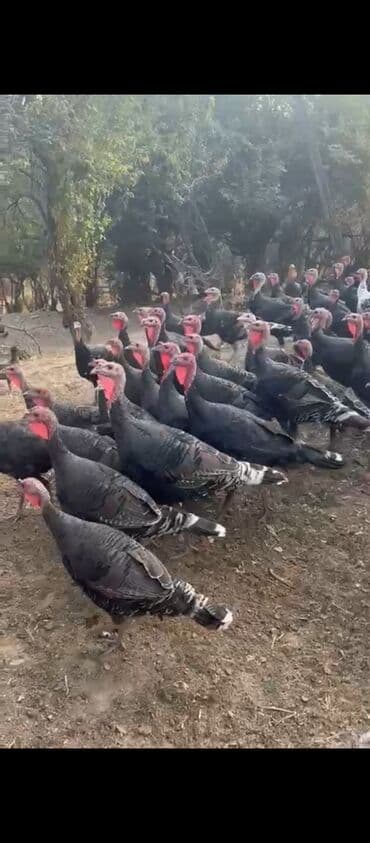 продажа щенков немецкой овчарки с документами в бишкеке: Продаю | Индюшка (самка) | На забой | Племенные — 1