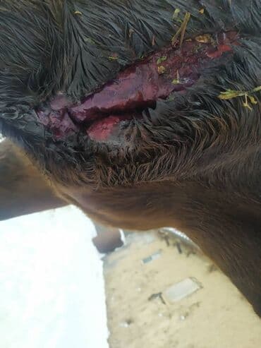 Грызуны: Ветеринар все услуги ветеринарного врача лечение до полного — 2