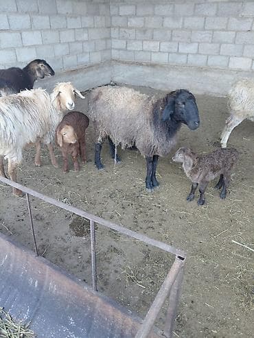 питбуль кара балта: Продаю | Овца (самка) | Для разведения — 5