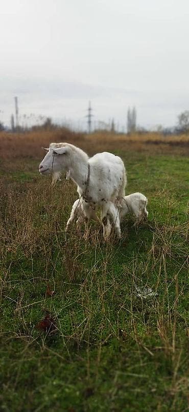 А/ч жаныбарларын сатам: Сатам | Эчки (ургаачы) | Заанен | Көбөйтүү үчүн | Асыл тукумдуу — 2