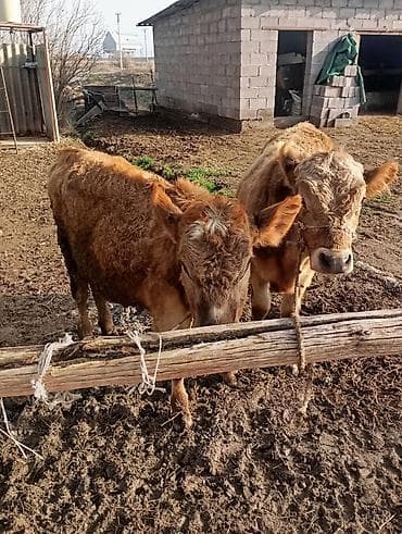 раки купить: Продаю | Бык (самец), Тёлка | На откорм | Привязанные — 3