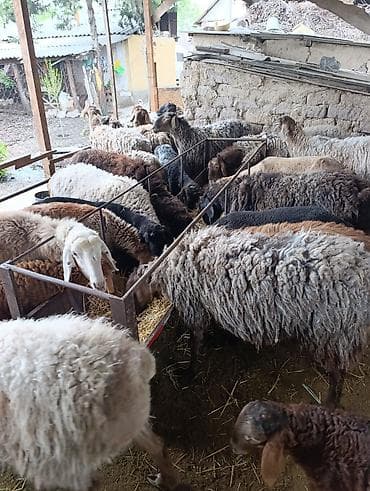 туки сена: Продаю | Овца (самка) | Полукровка | Для разведения | Матка — 9