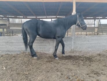 митис кой: Продаю | Конь (самец) | Для разведения, Рабочий, Конный спорт | Мерин — 3