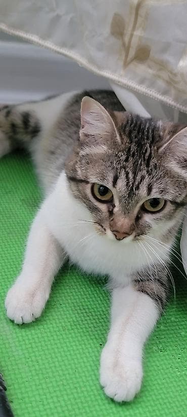 Животные: Домашняя кошка, короткошёрстная, тигрово-белого окраса. - Окрас — 2