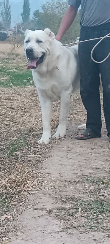 Ит кууту: Алабай, 1 айлык, Эркек — 3