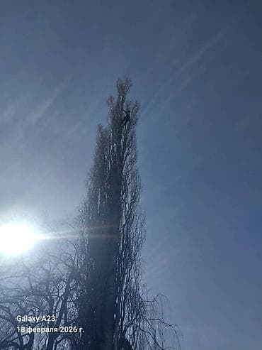 готовые дрова: Спил Дерево Тал, Бак, Жаңгак акацса Дуб Орехи терек карагач Отун — 2