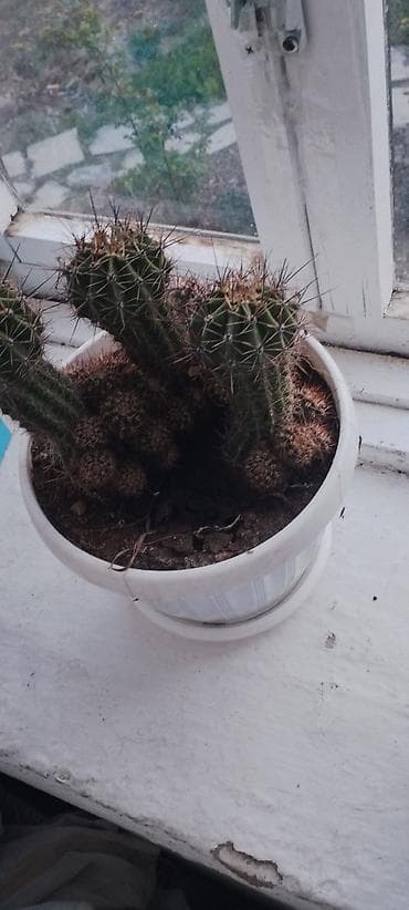 осень весна: Многолетние садовые растения — коллекция декоративных цветов — 5