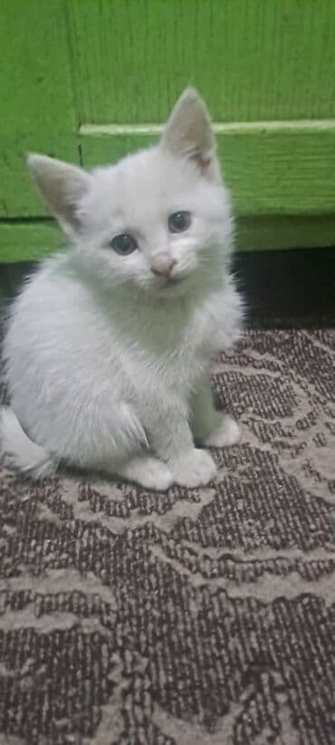 шотландские вислоухие котята в бишкеке: Котята — домашние любимцы Описание: - Милые котята с короткой — 1