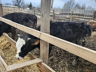 корова швиц алатоо: Продаю | Бык (самец) | Полукровка | На откорм, На забой, Для разведения — 5