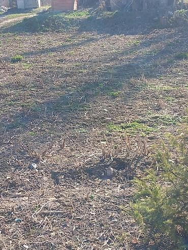 готовые салаты: Продаю саженцы малины — 1