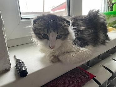 шотландка кошка: Котёнок с редкими загнутыми ушками (тип “курильский/американский — 1