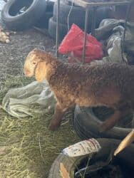 продажа щенков немецкой овчарки с документами в бишкеке: Продаю | Овца (самка) | Арашан, Гиссарская | Для разведения | Ягнившаяся, Матка — 7